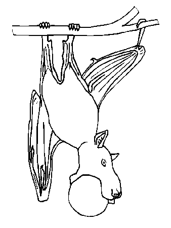 Bats 5 Animals Coloring Pages & Coloring Book
