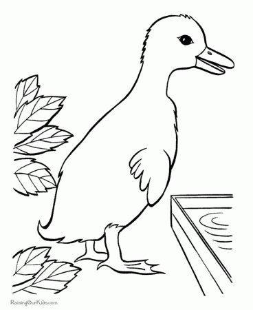 Parakeet Coloring Page : Printable Coloring Book Sheet Online for 
