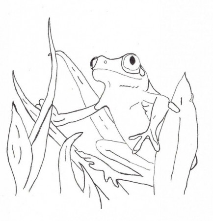 Red Eyed Tree Frog Coloring Page Educations | 99coloring.com