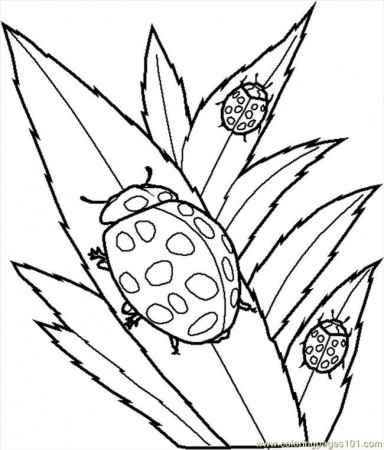 Coloring Pages Of Insects 783 | Free Printable Coloring Pages