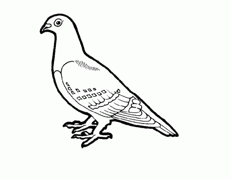 Colour Drawing Free Wallpaper: Pigeon Coloring Drawing Free wallpaper