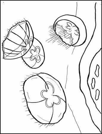 KidsCorner - Fun & Games: Coloring Book > Jellyfish