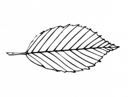 Download Long And Big Leaf Design And Shape Coloring Pages Or 