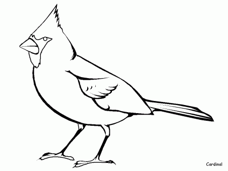 Cardinal Animals Coloring Pages & Coloring Book
