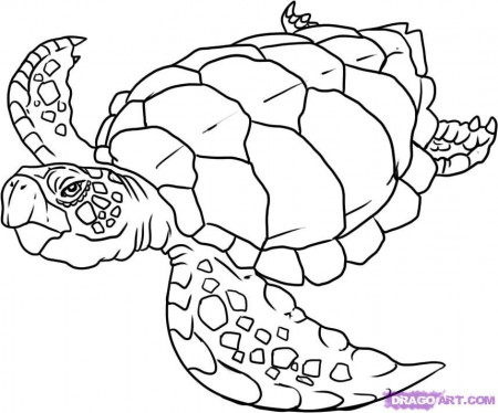 sea turtle coloring page : Printable Coloring Sheet ~ Anbu 