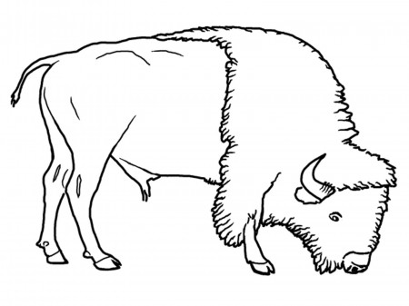 8 Pics of Grassland Animals Coloring Pages - Grassland Biome ...