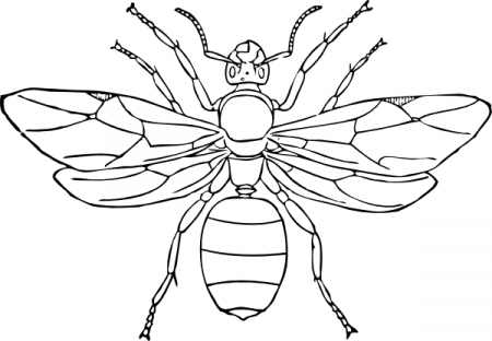 Insect wasp coloring page Insect coloring pages | Ashla.abimillepattes.com
