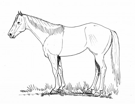 Ranching Coloring Pages | TSLN.com