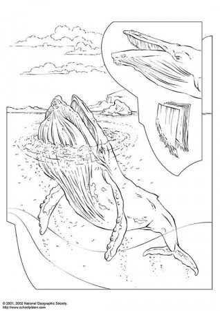 Coloring Page humpback whale - free printable coloring pages - Img 3058