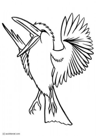 Coloring page kookaburra - img 5607. | Bird coloring pages, Animal coloring  pages, Coloring pages