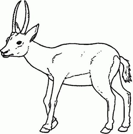 Gazelle Coloring Pages for School - Preschool and Kindergarten | Coloring  pages, Cool coloring pages, Printable animals