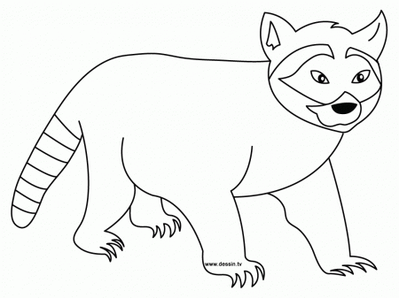 Printable Raccoon Coloring Pages | Coloring Me