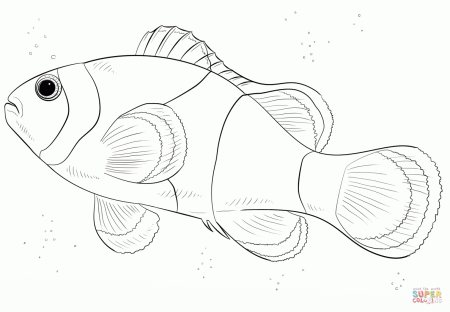 Clown Fish coloring page | Free Printable Coloring Pages
