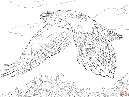 Red Tailed Hawk in Flight coloring page | Free Printable Coloring Pages
