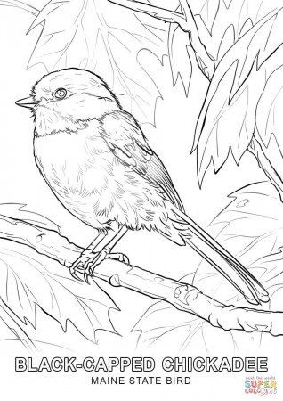 Maine State Bird coloring page | Free Printable Coloring Pages