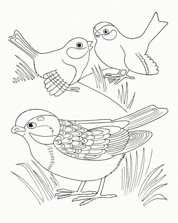 Three Sparrow Birds Coloring Pages Coloring Pages For Kids #bDv ...