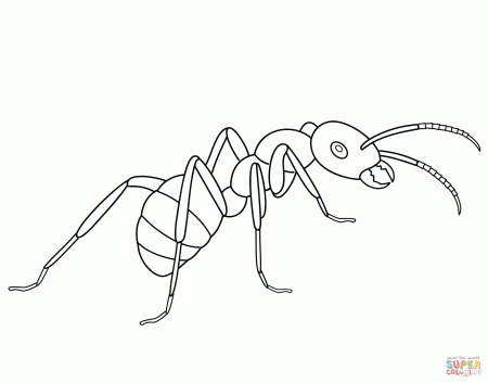 Ants coloring pages | Free Coloring Pages