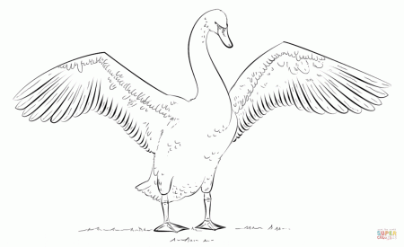 Mute Swan with wings open coloring page | Free Printable Coloring ...