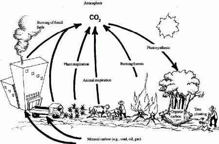 Carbon Dioxide And Oxygen Cycle Coloring Page Sketch Coloring Page