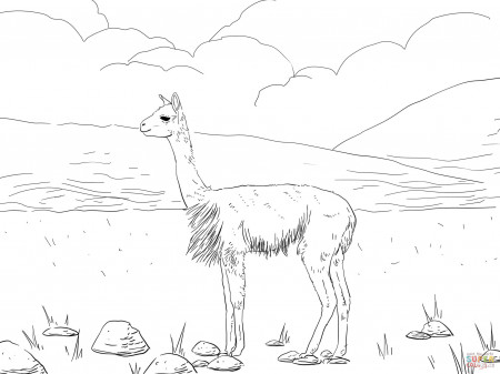 Vicunas South American Camel coloring page | Free Printable ...