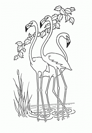 Kids Printable - Flamingo - Coloring Page - The Graphics Fairy