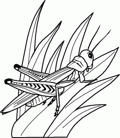 Of Insects - Coloring Pages for Kids and for Adults