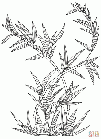 Bamboo Plant coloring page | Free Printable Coloring Pages