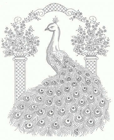 coloring pages for adults peacock - Free coloring pages