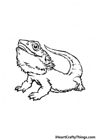 Bearded Dragon Drawing - How To Draw A Bearded Dragon Step By Step