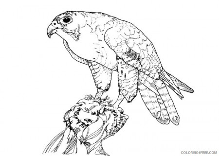 bird coloring pages falcon Coloring4free - Coloring4Free.com