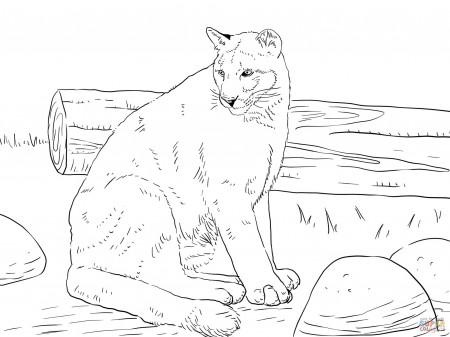Florida Panther coloring page | Free Printable Coloring Pages