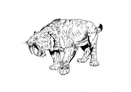 Coloring page saber tooth tiger - img 9106.