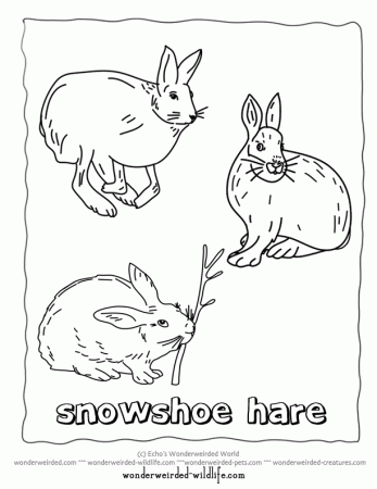 Printable Hare Coloring Pages,Arctic Hare Coloring Page,Snowshoe 