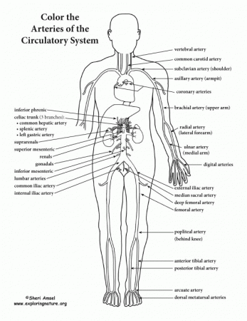 Blood Vessels of the Circulatory System (Advanced) – Coloring Nature
