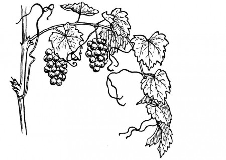 Coloring Page grape-vine - free printable coloring pages