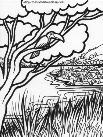 6 Pics of Jungle Trees Coloring Pages - Rainforest Coloring Pages ...