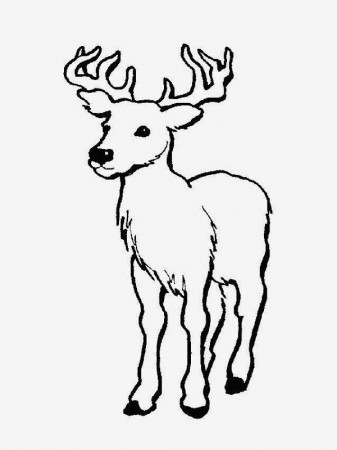 Deer Coloring Pages | Free Coloring Pages