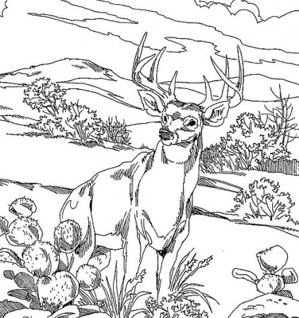 Deer #78 (Animals) – Printable coloring pages