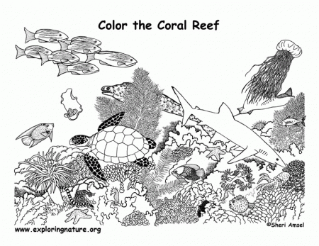 Coral Reef Coloring - Colorine.net | #15336