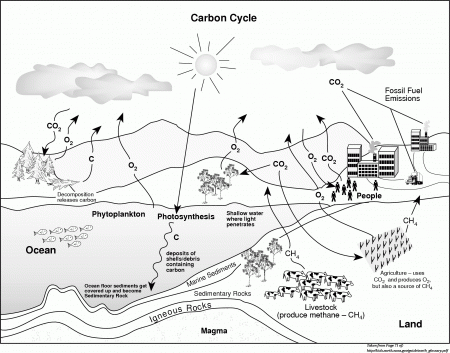 carbon cycle coloring activity | Coloring Pages
