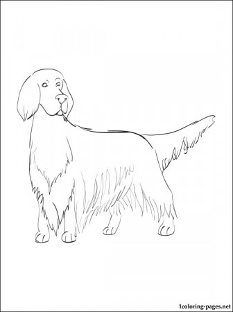 English Setter coloring page | Coloring pages