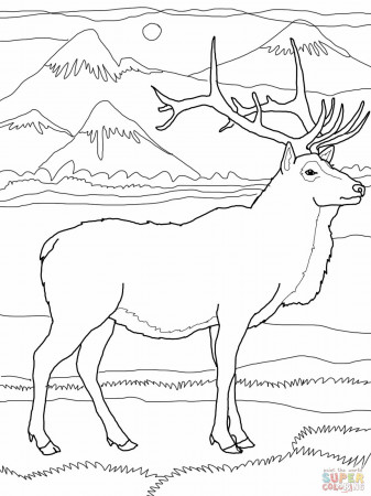 Elk Coloring Pages | Elk or Wapiti Coloring Online | Super ...
