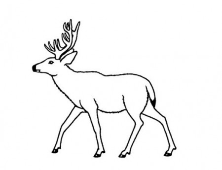 Mule Deer Coloring Pages