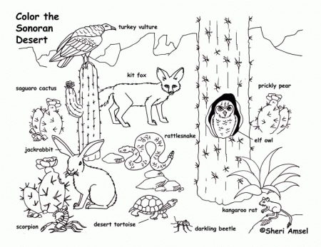 Desert Animals - Coloring Pages for Kids and for Adults