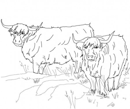 Scottish Highland Cattle Coloring Page - Free Printable Coloring Pages for  Kids