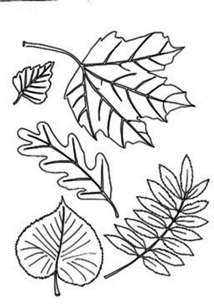 Different Type of Autumn Leaf Coloring Page - Download & Print ...
