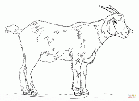 Billy Goat coloring page | Free Printable Coloring Pages