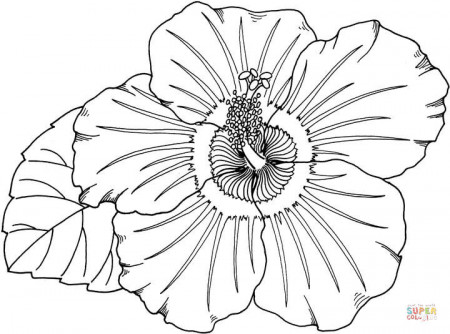Hibiscus Flower coloring page