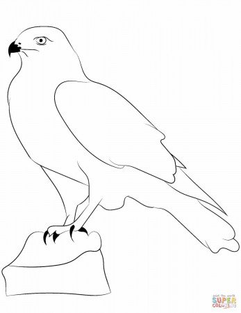 Falcon Outline coloring page | Free Printable Coloring Pages