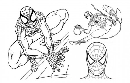 Spiderman Coloring Pages To Print (17 Pictures) - Colorine.net | 18293